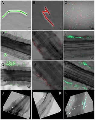 Comparative Transcriptomics of Bacillus mycoides Strains in Response to Potato-Root Exudates Reveals Different Genetic Adaptation of Endophytic and Soil Isolates